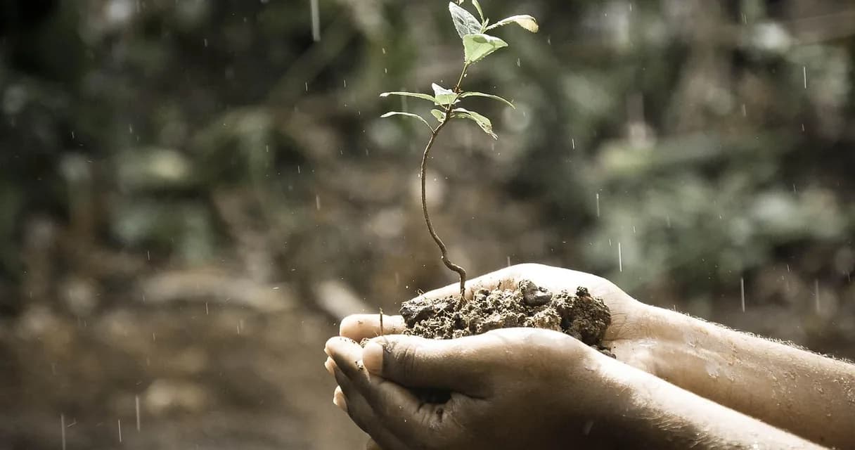 Mãos segurando uma muda e um punhado de terra sob chuva fina